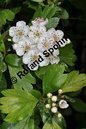 Rosaceae, Crataegus subsphaericea, Verschiedenzhniger Weidorn, Blhend Kauf von 07067_crataegus_subsphaericea_dsc_3758.jpg