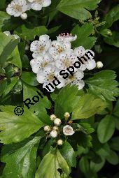 Rosaceae, Crataegus subsphaericea, Verschiedenzhniger Weidorn, Blhend Kauf von 07067_crataegus_subsphaericea_dsc_3759.jpg