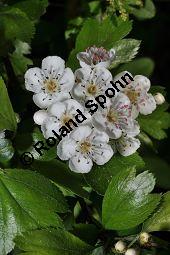 Rosaceae, Crataegus subsphaericea, Verschiedenzhniger Weidorn, Blhend Kauf von 07067_crataegus_subsphaericea_dsc_3760.jpg