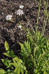 Valeriana phu, Garten-Baldrian, Valeriana phu, Garten-Baldrian, Valerianaceae, Blhend Kauf von 07084_valeriana_phu_dsc_4244.jpg
