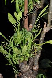 Euadenia eminens, Euadenia eminens, Capparaceae, Blhend Kauf von 07089_euadenia_eminens_dsc_4314.jpg