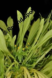 Euadenia eminens, Euadenia eminens, Capparaceae, Blhend Kauf von 07089_euadenia_eminens_dsc_4317.jpg
