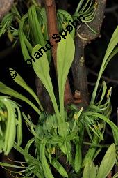Euadenia eminens, Euadenia eminens, Capparaceae, Blhend Kauf von 07089_euadenia_eminens_dsc_4318.jpg