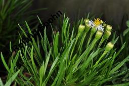 Darwinothamnus tenuifolius, Darwinothamnus tenuifolius, Asteraceae, Blhend Kauf von 07097_darwinothamnus_tenuifolius_dsc_4350.jpg