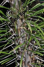 Didierea madagascariensis, Didierea mirabilis, Didierea madagascariensis, Didierea mirabilis, Didiereaceae, Stammausschnitt mit Blättern Kauf von 07126_didierea_madagascariensis_dsc_5067.jpg