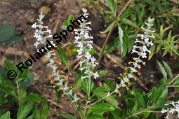 Minzverbene, Lippia scaberrima, Lippia scaberrima, Minzverbene, Lamiaceae, Blhend Kauf von 07128_lippia_scaberrima_dsc_5086.jpg