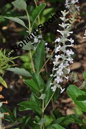 Minzverbene, Lippia scaberrima, Lippia scaberrima, Minzverbene, Lamiaceae, Blhend Kauf von 07128_lippia_scaberrima_dsc_5087.jpg