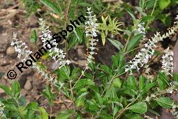 Minzverbene, Lippia scaberrima, Lippia scaberrima, Minzverbene, Lamiaceae, Blhend Kauf von 07128_lippia_scaberrima_dsc_5088.jpg