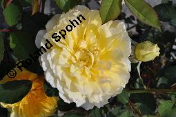 Strauchrose 'Molineux', Englische Rose 'Molineux', Rosa 'Molineux', Rosa 'Molineux', Strauchrose 'Molineux', Englische Rose 'Molineux', Rosaceae, Blühend Kauf von 07139_rosa_molineux_dsc_4163.jpg