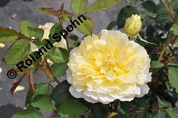Strauchrose 'Molineux', Englische Rose 'Molineux', Rosa 'Molineux', Rosa 'Molineux', Strauchrose 'Molineux', Englische Rose 'Molineux', Rosaceae, Blühend Kauf von 07139_rosa_molineux_dsc_4164.jpg