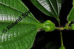 Tococa guianensis, Tococa guianensis, Melastomataceae, Blattstiel, Anschwellung am Blattstiel, fr Ameisenvolk, Ameisenpflanze Kauf von 07154_tococa_guianensis_dsc_6823.jpg