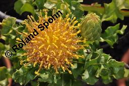 Warionia saharae, Warionia saharae, Asteraceae, Blhend Kauf von 07159_warionia_saharae_dsc_6858.jpg