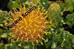 Warionia saharae, Warionia saharae, Asteraceae, Blhend Kauf von 07159_warionia_saharae_dsc_6859.jpg