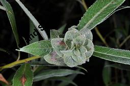 Weide, Salix sp., Salix sp., Weide, Salicaceae, Knospengalle, Galle durch Gallmcke Rabdophaga sp. Kauf von 07209_salix_sp_dsc_3019.jpg