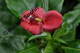 Springkraut, Impatiens eriosperma, Impatiens eriosperma, Springkraut, Balsaminaceae, Blhend Kauf von 07217_impatiens_eriosperma_dsc_8393.jpg