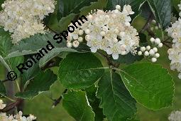 Englische Mehlbeere, Sorbus anglica, Sorbus anglica, Englische Mehlbeere, Rosaceae, Blhend Kauf von 07224_sorbus_anglica_dsc_0800.jpg