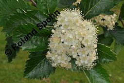 Englische Mehlbeere, Sorbus anglica, Sorbus anglica, Englische Mehlbeere, Rosaceae, Blhend Kauf von 07224_sorbus_anglica_dsc_0801.jpg