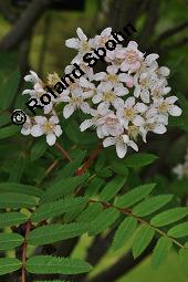 Himalaya-Eberesche, Sorbus cashmiriana, Sorbus cashmiriana, Himalaya-Eberesche, Rosaceae, Blhend Kauf von 07225_sorbus_cashmiriana_dsc_0804.jpg