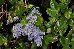Sckelblume, Ceanothus Sorte, Ceanothus Sorte, Sckelblume, Rhamnaceae, Blhend Kauf von 07226_ceanothus_sorte_dsc_0593.jpg