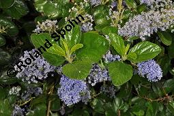 Sckelblume, Ceanothus Sorte, Ceanothus Sorte, Sckelblume, Rhamnaceae, Blhend Kauf von 07226_ceanothus_sorte_dsc_0594.jpg