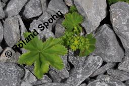 Frauenmantel, Alchemilla sp., Alchemilla sp., Frauenmantel, Rosaceae, Blühend Kauf von 07229_alchemilla_sp_dsc_2446.jpg