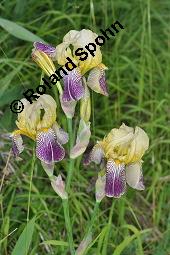 Trbgelbe Schwertlilie, Iris x squalens, Iris squalens, Iris x squalens, Iris squalens, Trbgelbe Schwertlilie, Iridaceae, Blhend Kauf von 07233_iris_squalens_dsc_1396.jpg